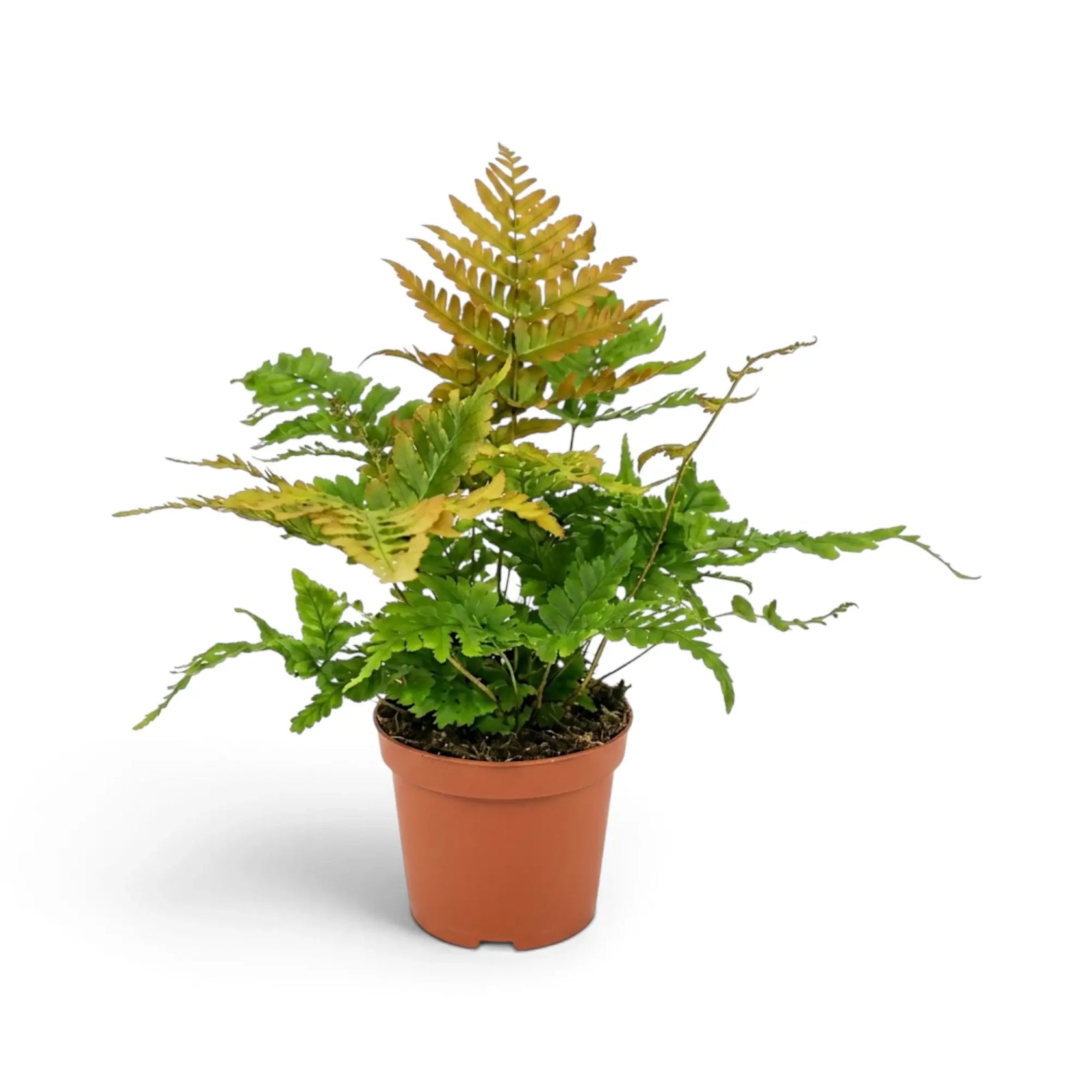 Kompakter Dryopteris erythrosora mit übereinanderliegenden grünen und kupferfarbenen Wedeln