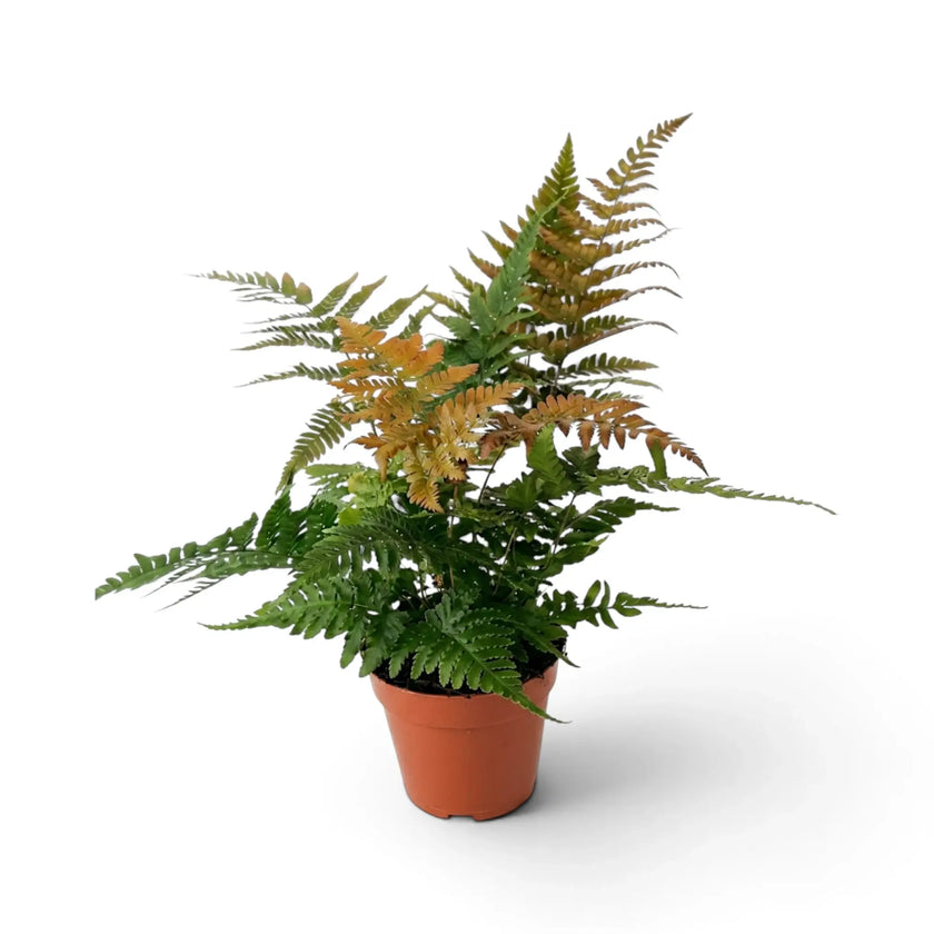 Dryopteris erythrosora mit grünen Wedeln und kupferrotem Neuaustrieb in einem Kulturtopf