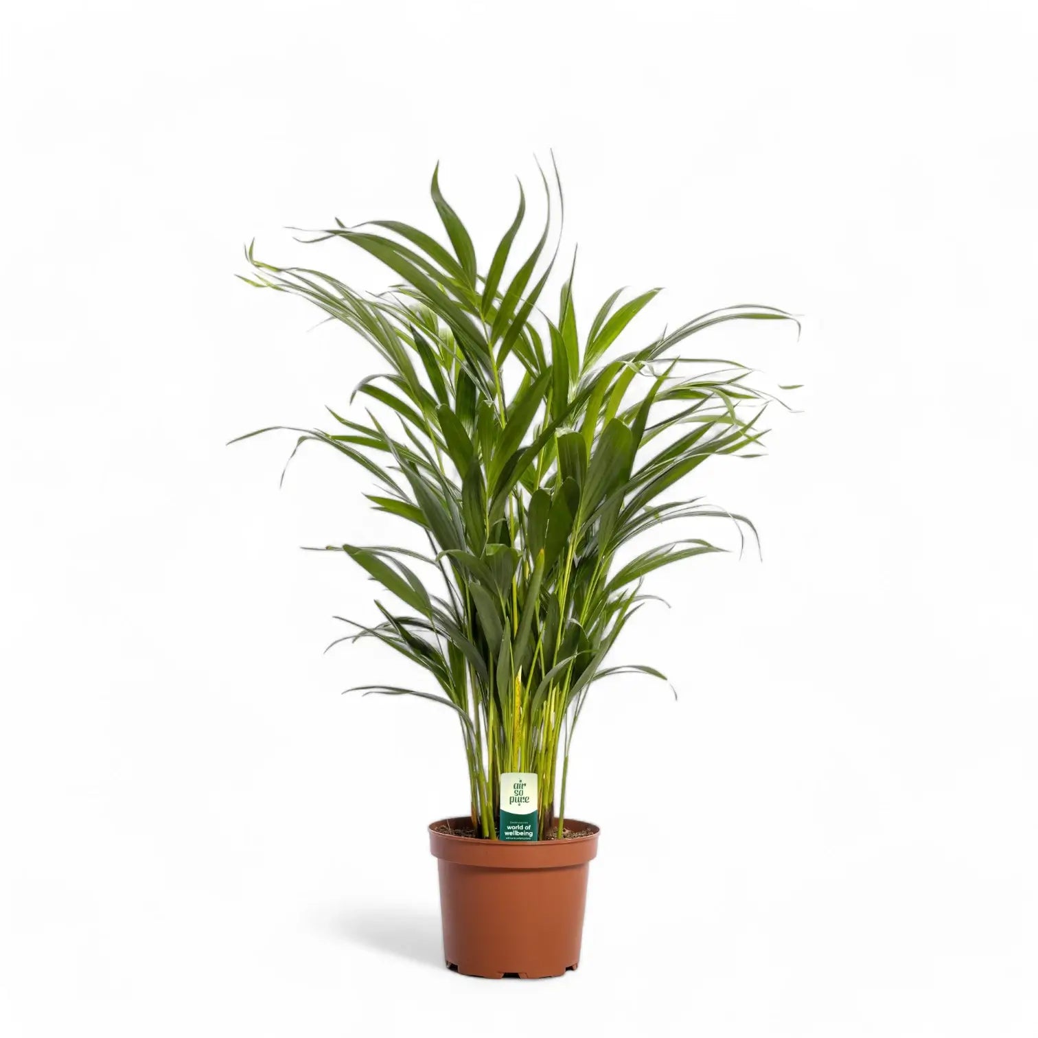 Dypsis lutescens potted plant in nursery pot on white background.