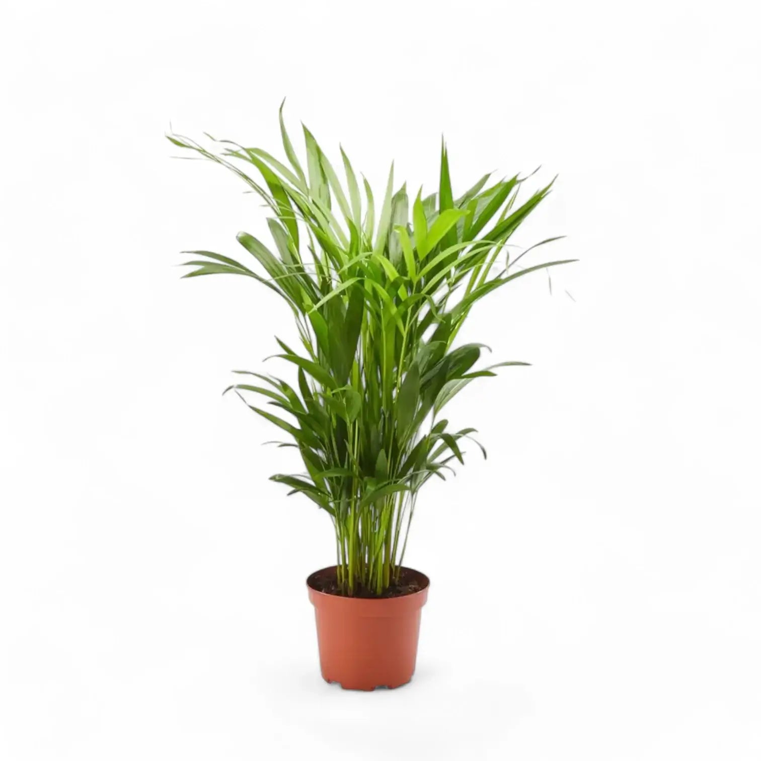 Dypsis lutescens potted plant in nursery pot on white background.