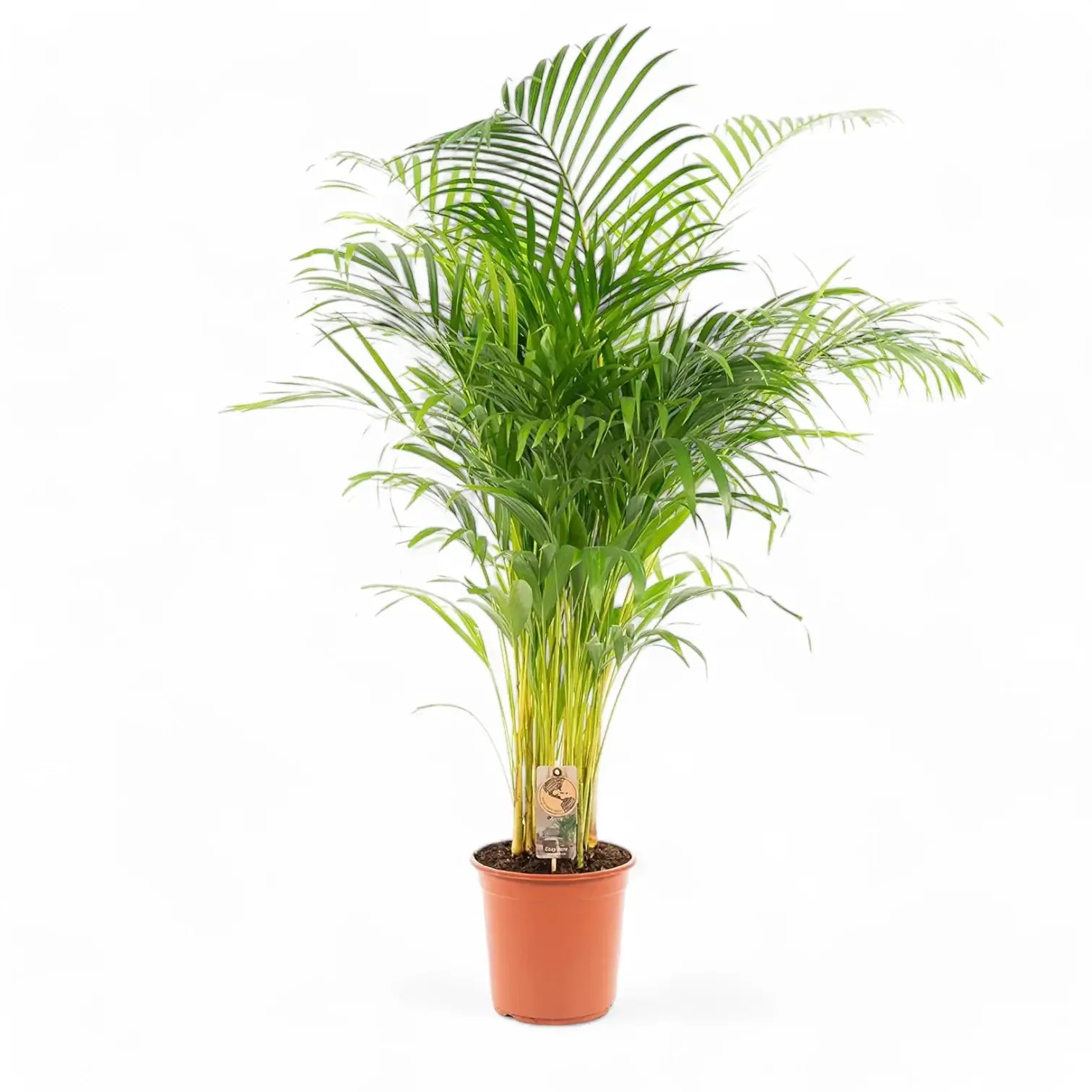 Dypsis lutescens potted plant in nursery pot on white background.