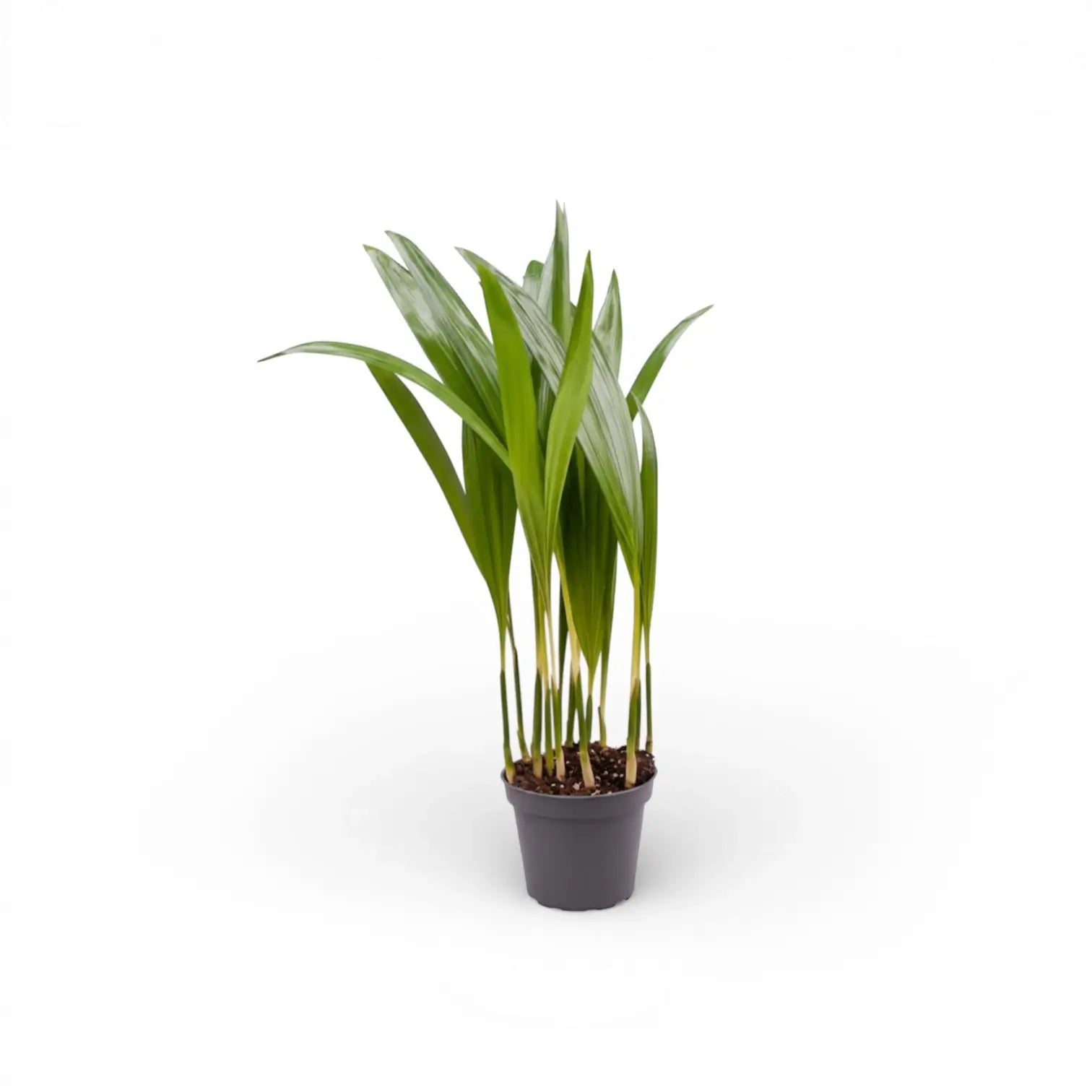 Dypsis lutescens potted plant in nursery pot on white background.