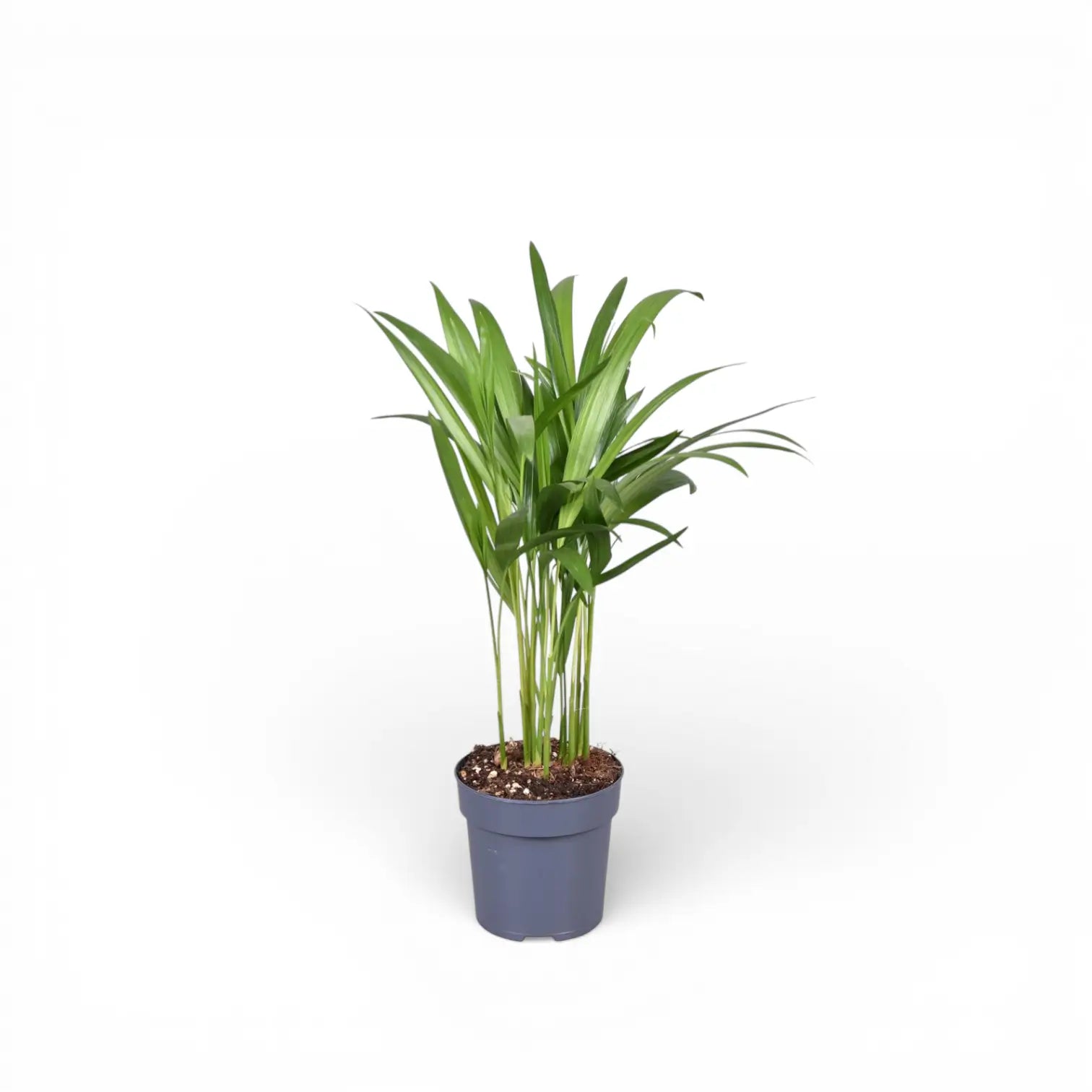 Dypsis lutescens potted plant in nursery pot on white background.