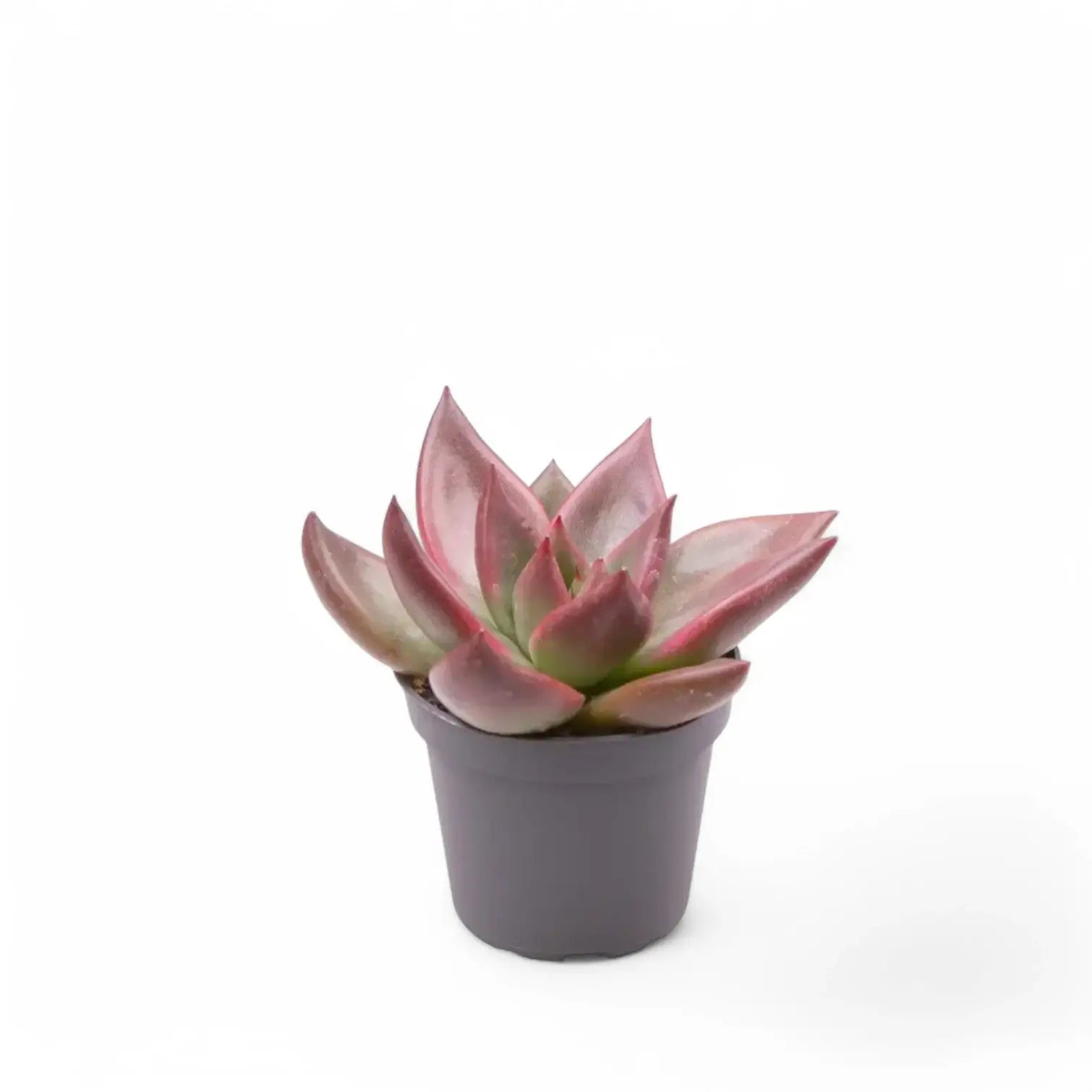 Echeveria agavoides 'Mars Galaxy' potted plant in nursery pot on white background.