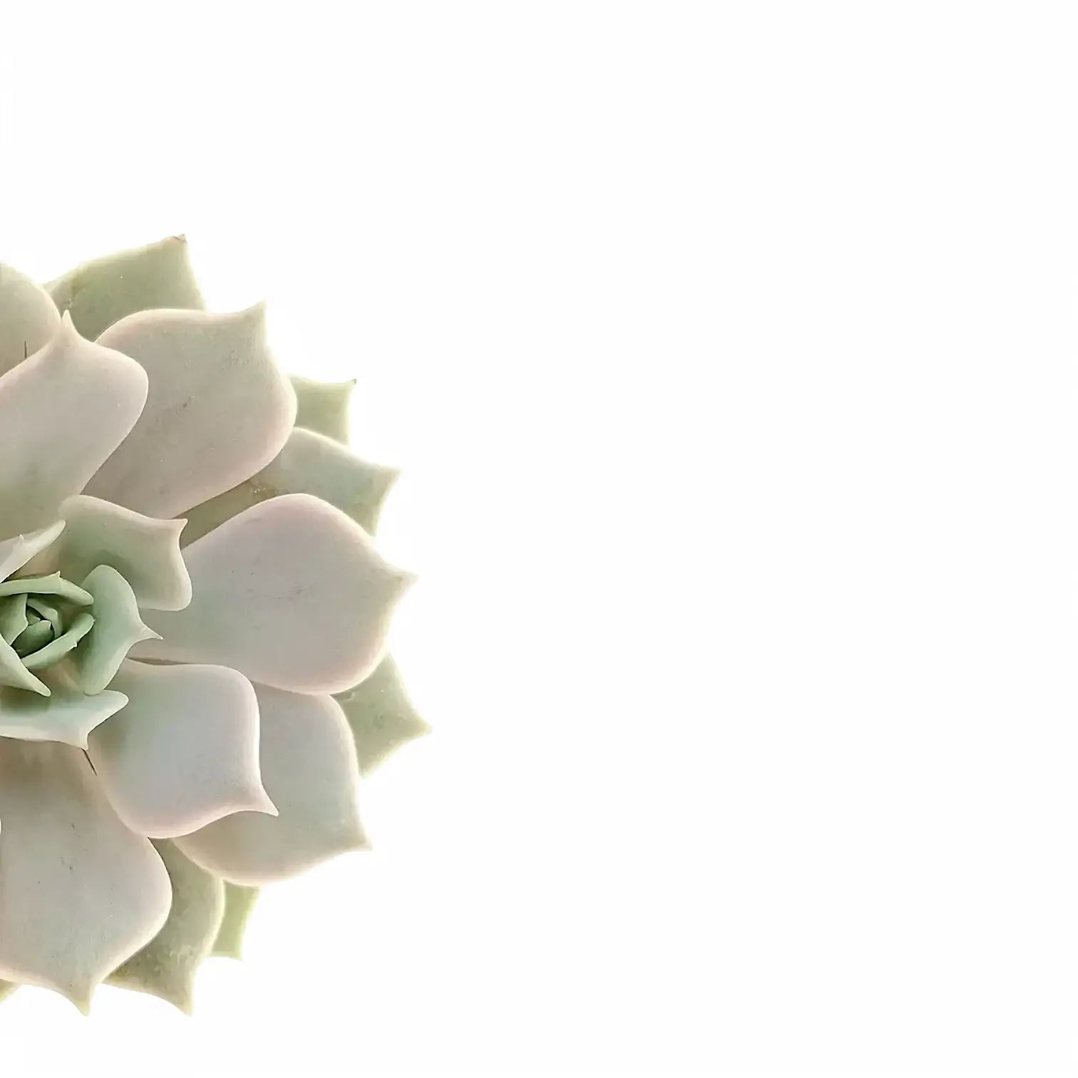 Echeveria 'Lola' leaf detail on white background.