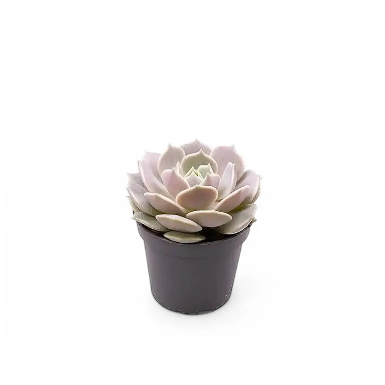 Echeveria 'Lola' potted plant in nursery pot on white background.