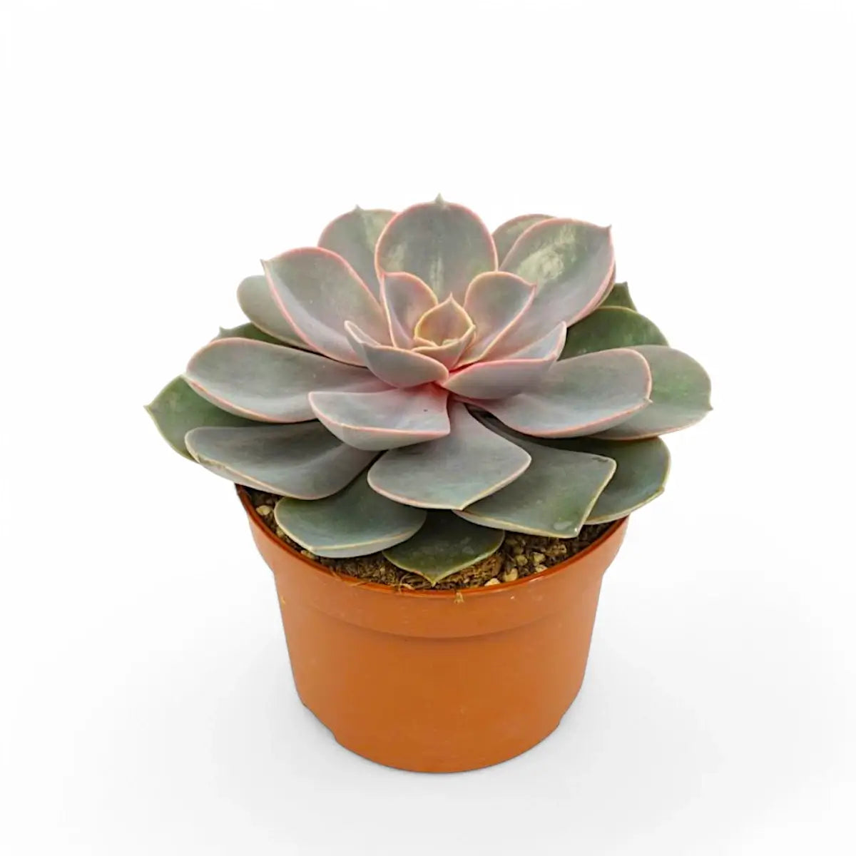 Echeveria 'Purple Pearl' (auch bekannt als 'Perle von Nürnberg') – Topfpflanze im Kulturtopf vor weißem Hintergrund, Produktfoto 3.