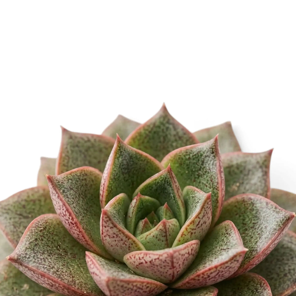 Rosette von Echeveria purpusiorum mit gefleckten, spitz zulaufenden Blättern