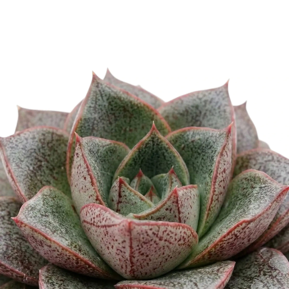 Rosette von Echeveria purpusiorum mit gefleckten, spitz zulaufenden Blättern