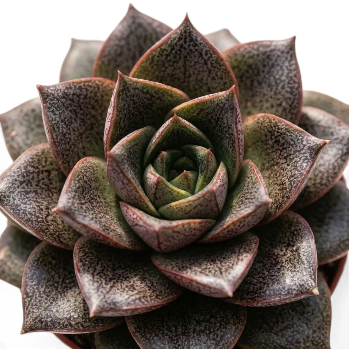 Rosette von Echeveria purpusiorum mit gefleckten, spitz zulaufenden Blättern