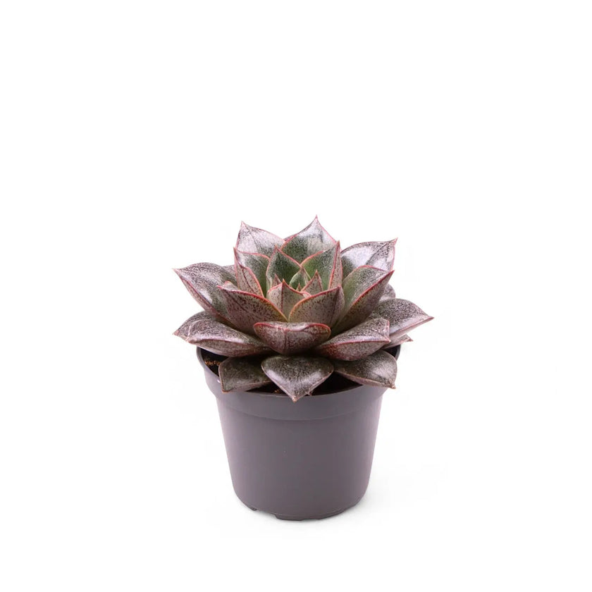 Echeveria purpusorum – Topfpflanze im Kulturtopf vor weißem Hintergrund, Produktfoto 2.