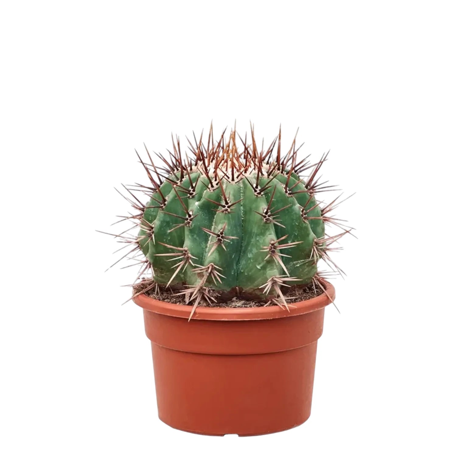 Echinocactus platyacanthus potted plant in nursery pot on white background.