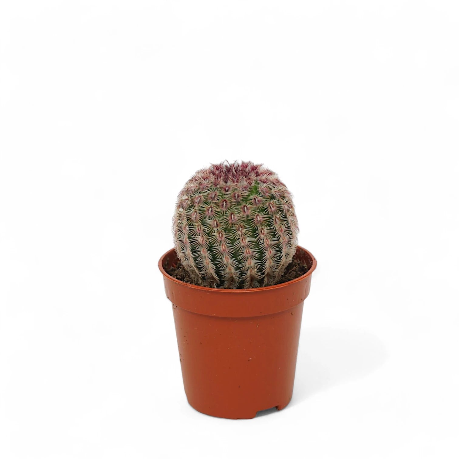 Echinocereus pectinatus potted plant in nursery pot on white background.