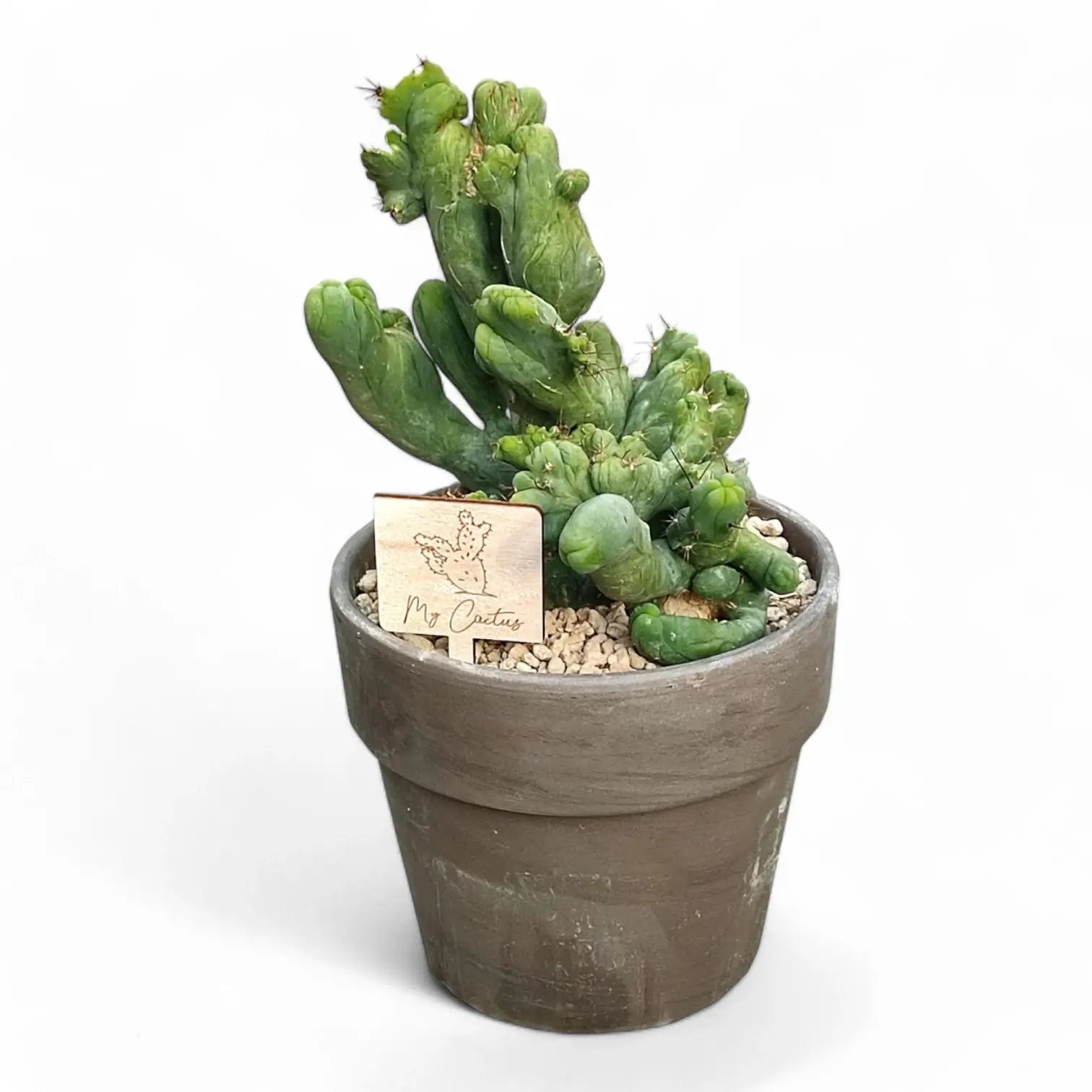 Echinopsis lageniformis f. monstruosa cristata potted plant in nursery pot on white background.