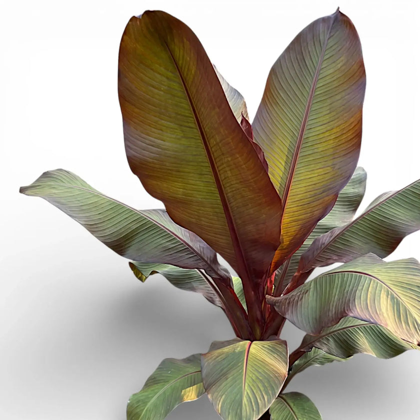 Ensete ventricosum 'Maurelii' tropical plant with large green and purple leaves on a white background.