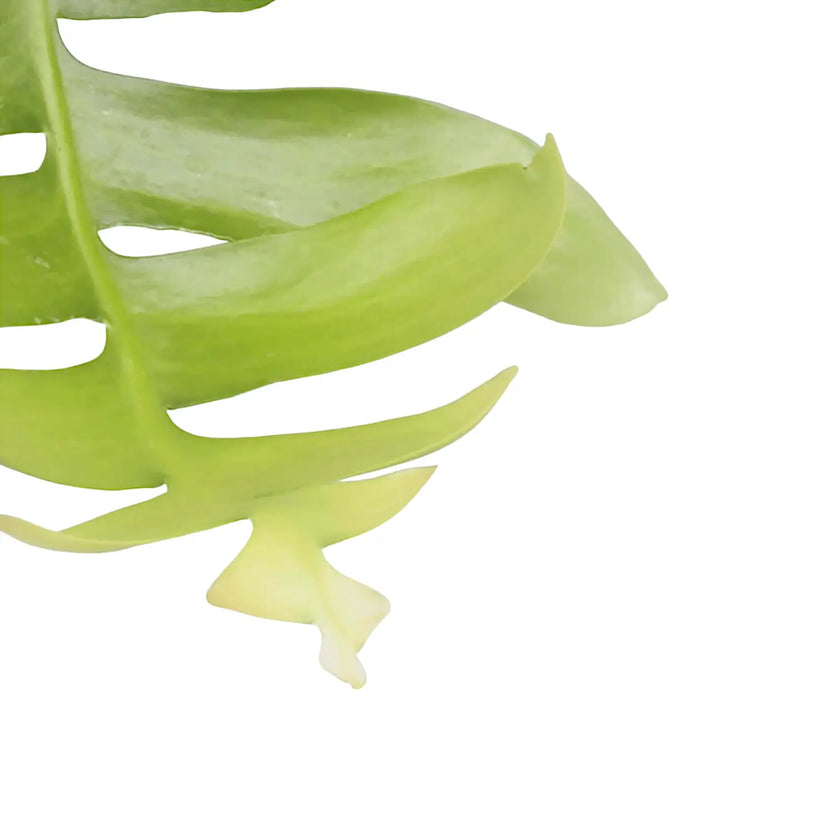 Nahaufnahme eines Triebs von Epiphyllum chrysocardium vor weißem Hintergrund.