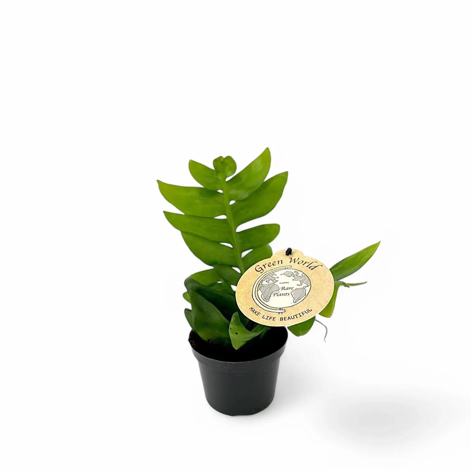 Epiphyllum chrysocardium potted plant in nursery pot on white background.