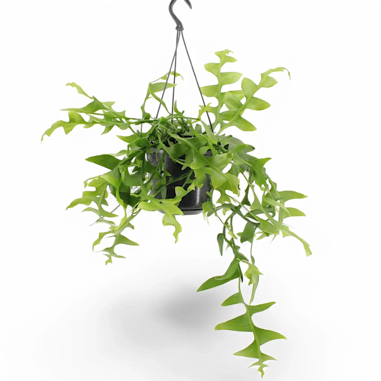 Epiphyllum chrysocardium potted plant in nursery pot on white background.