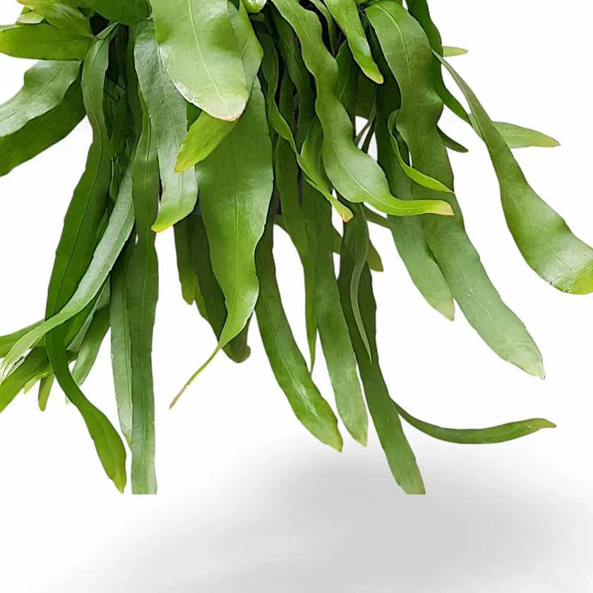 Epiphyllum pumilum – Blattdetail vor weißem Hintergrund..