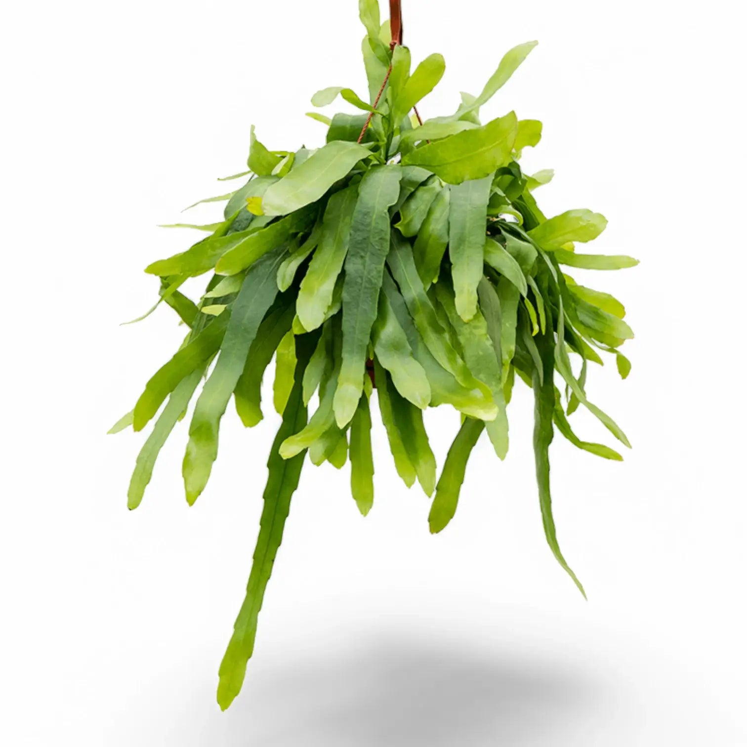 Epiphyllum pumilum potted plant in nursery pot on white background.
