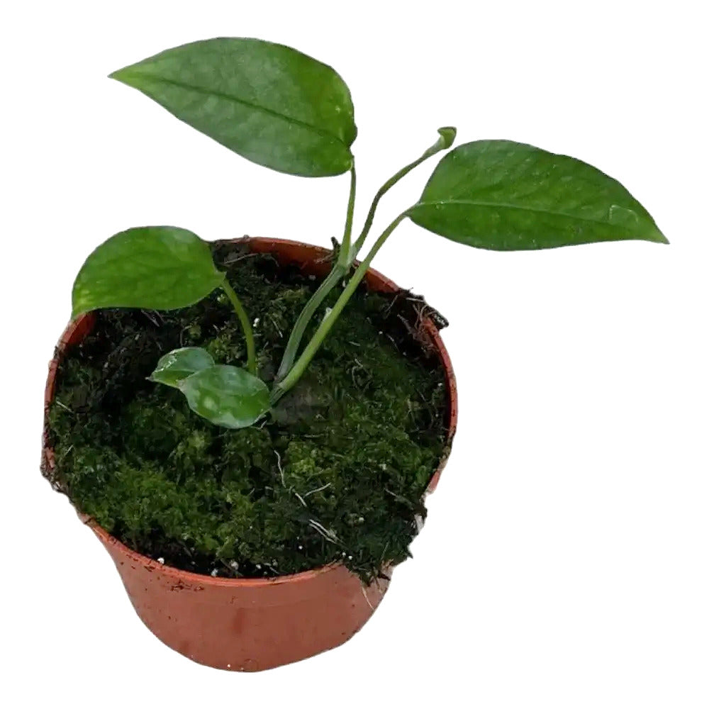 Epipremnum pinnatum 'Skeleton Key' Zimmerpflanze im Anzuchttopf vor weißem Hintergrund, Produktfoto 3.