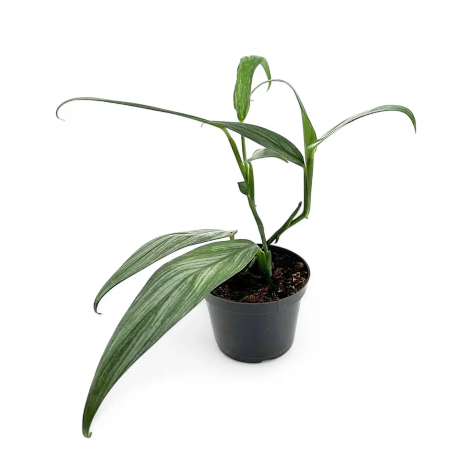 Epipremnum amplissimum potted plant in nursery pot on white background.