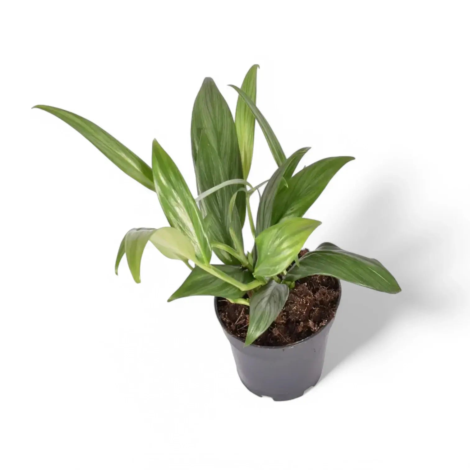 Epipremnum amplissimum potted plant in nursery pot on white background.
