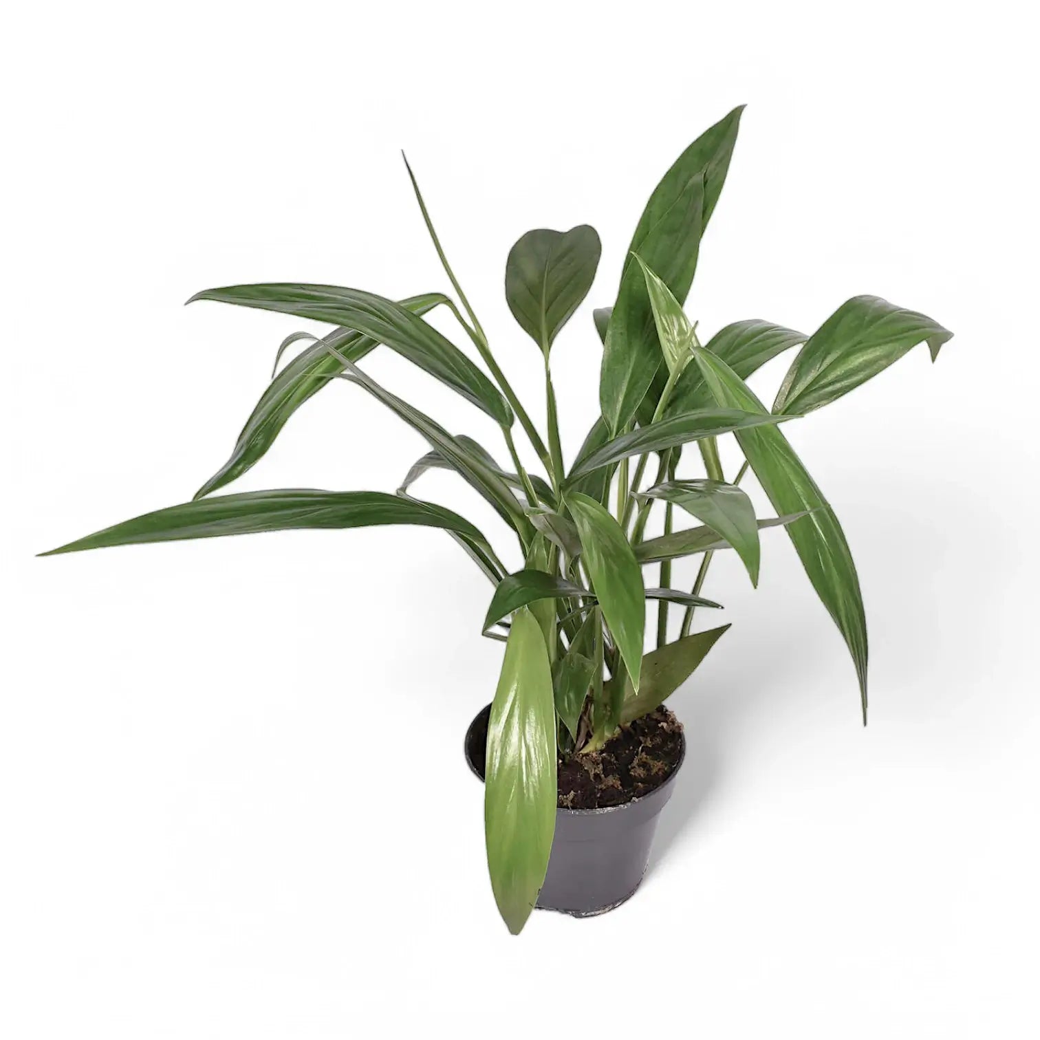 Epipremnum amplissimum potted plant in nursery pot on white background.