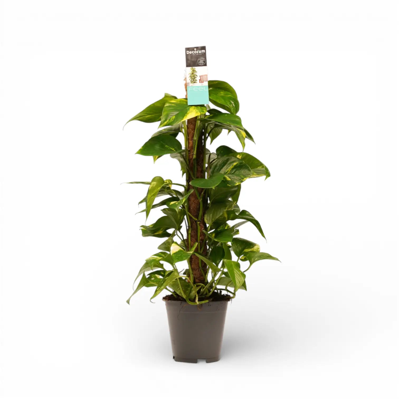 Epipremnum aureum potted plant in nursery pot on white background.