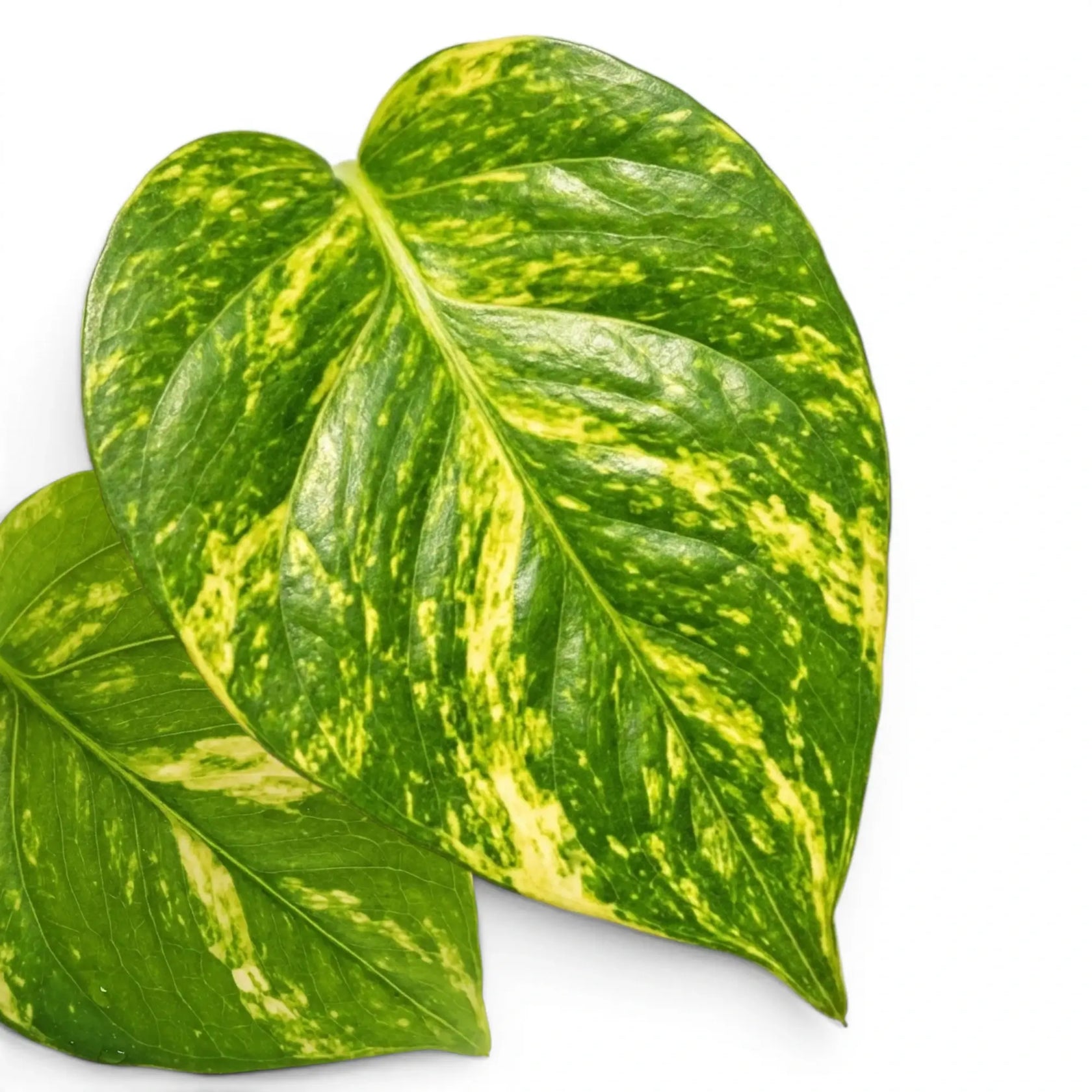 Close up of Epipremnum aureum foliage on a white background