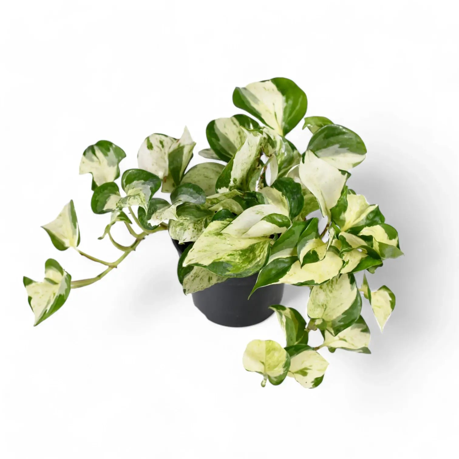 Epipremnum aureum 'Happy Leaf' ('Manjula') – Topfpflanze im Kulturtopf vor weißem Hintergrund, Produktfoto 4.