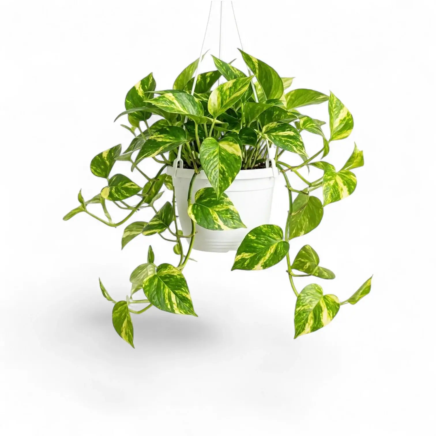 Medium Epipremnum aureum plant in a hanging nursery pot on a white background