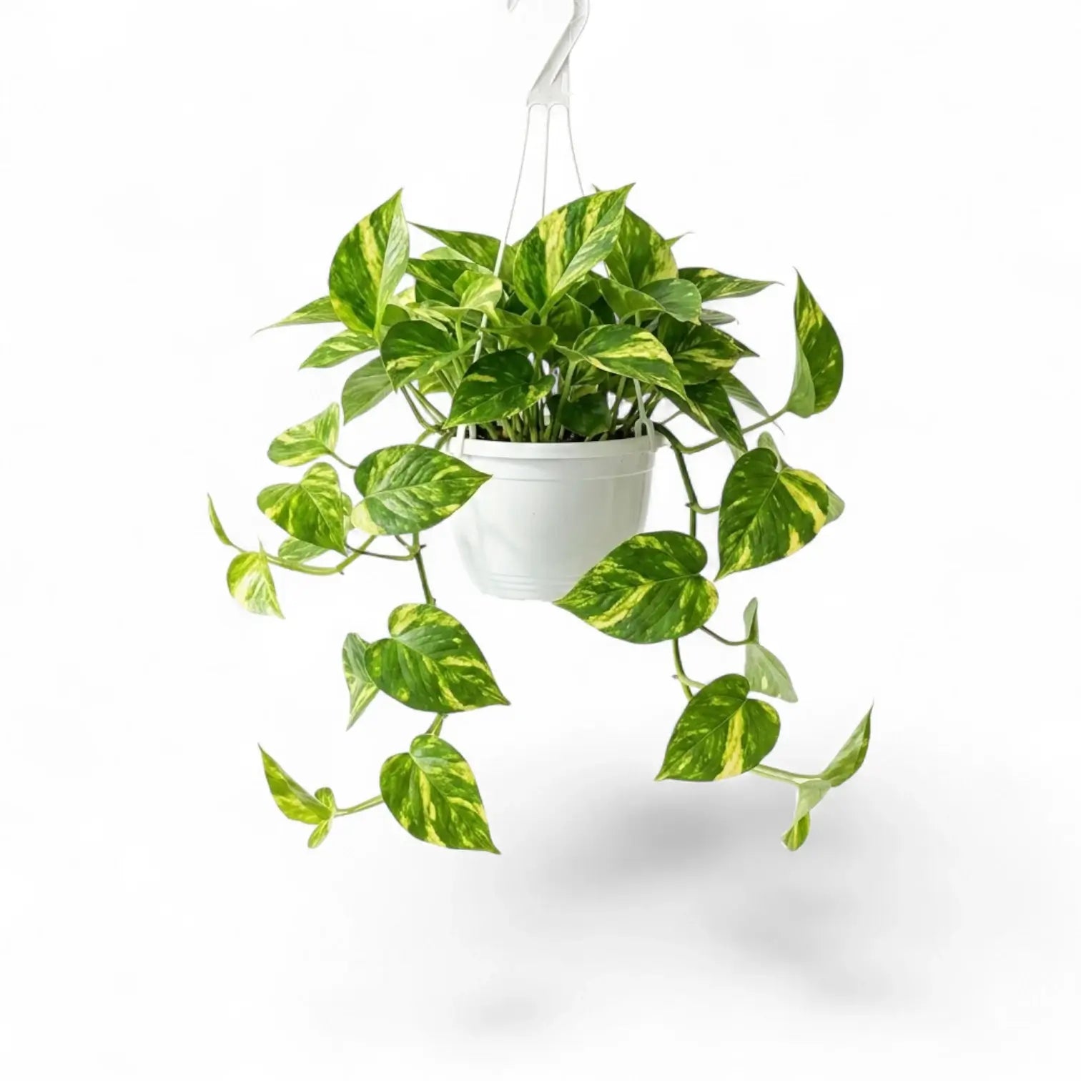Medium Epipremnum aureum plant in a hanging nursery pot on a white background