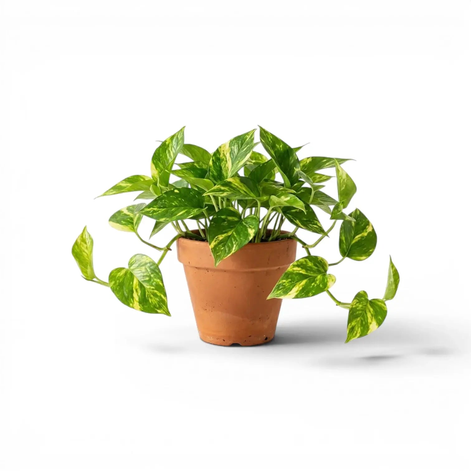 Medium Epipremnum aureum plant in a hanging nursery pot on a white background