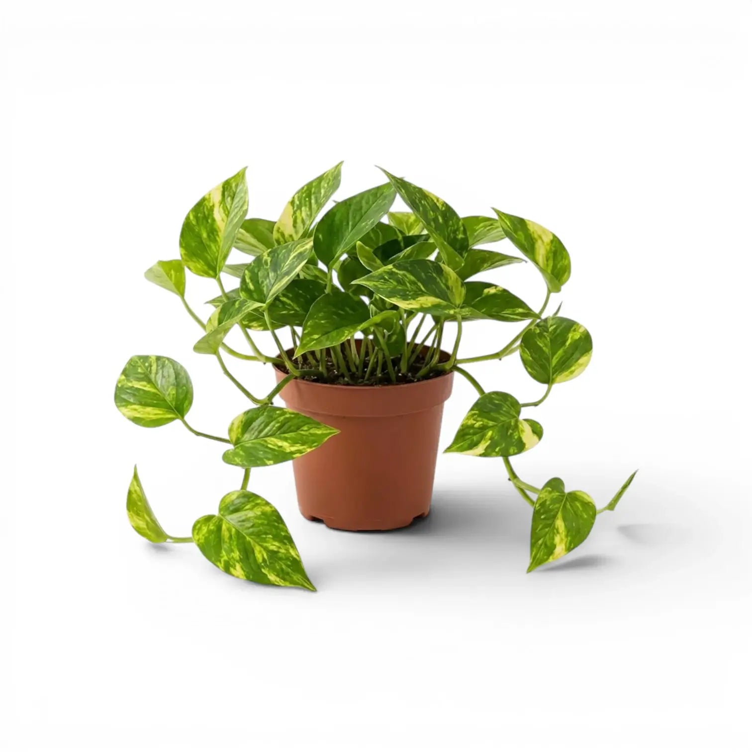 Medium Epipremnum aureum plant in a nursery pot on a white background
