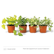 Pflanzenset Epipremnum aureum Selection mit vier limettengrünen, gelbgrünen und weiß panaschierten Pflanzen in Kulturtöpfen