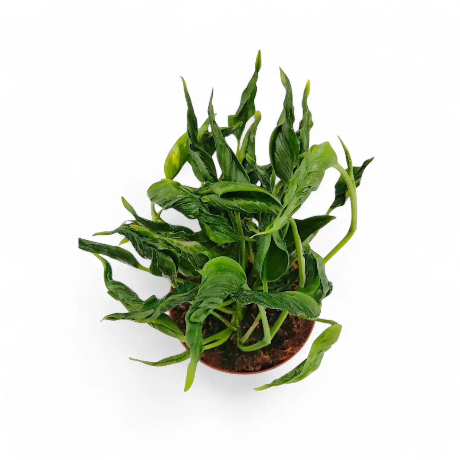 Epipremnum aureum 'Shangri La' aka 'Sleeping Pothos' potted plant in nursery pot on white background.