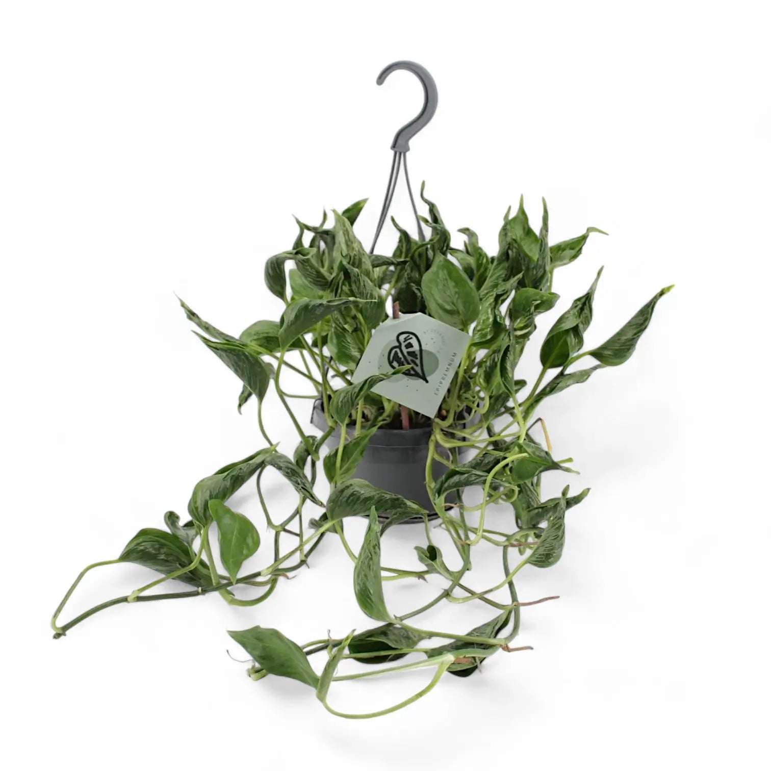 Epipremnum aureum 'Shangri La' aka 'Sleeping Pothos' potted plant in nursery pot on white background.