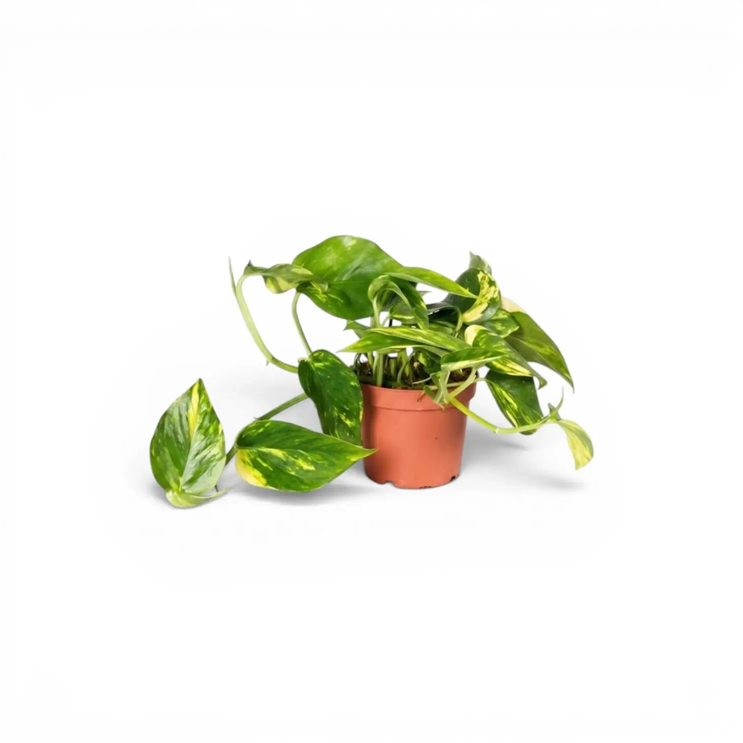 Epipremnum aureum plant in a nursery pot on a white background