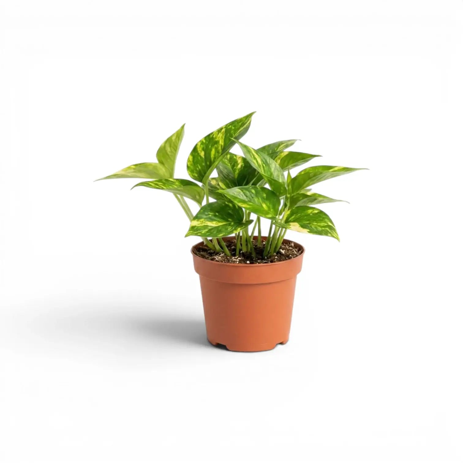 Epipremnum aureum plant in a nursery pot on a white background