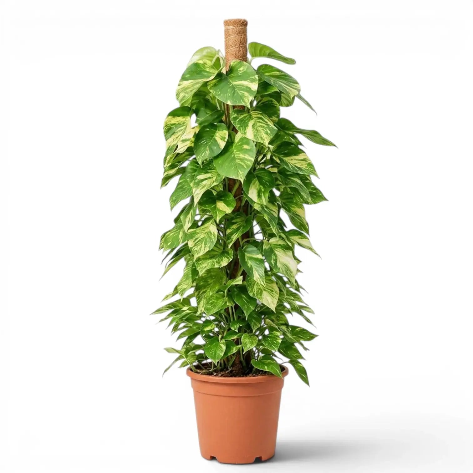 Extra Large Epipremnum aureum plant in a nursery pot on a white background