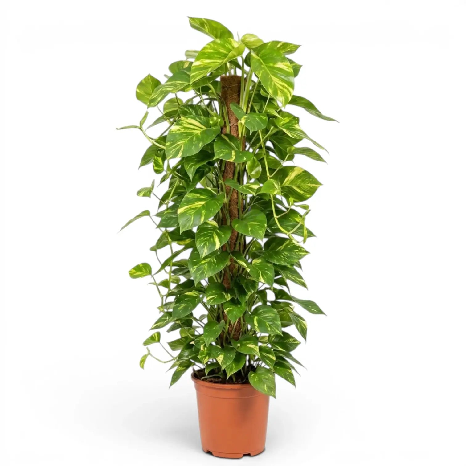 Extra Large Epipremnum aureum plant in a nursery pot on a white background