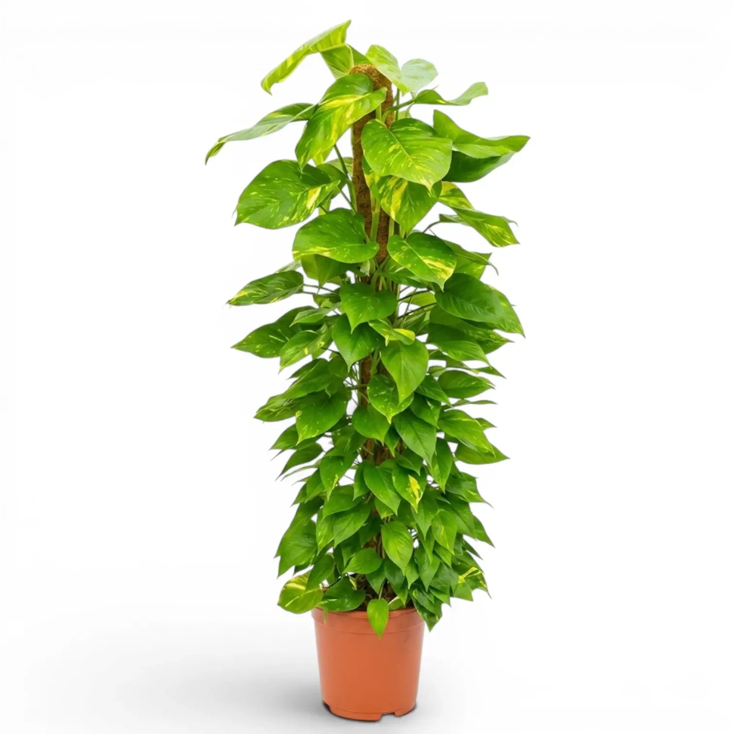 Extra Large Epipremnum aureum plant in a nursery pot on a white background