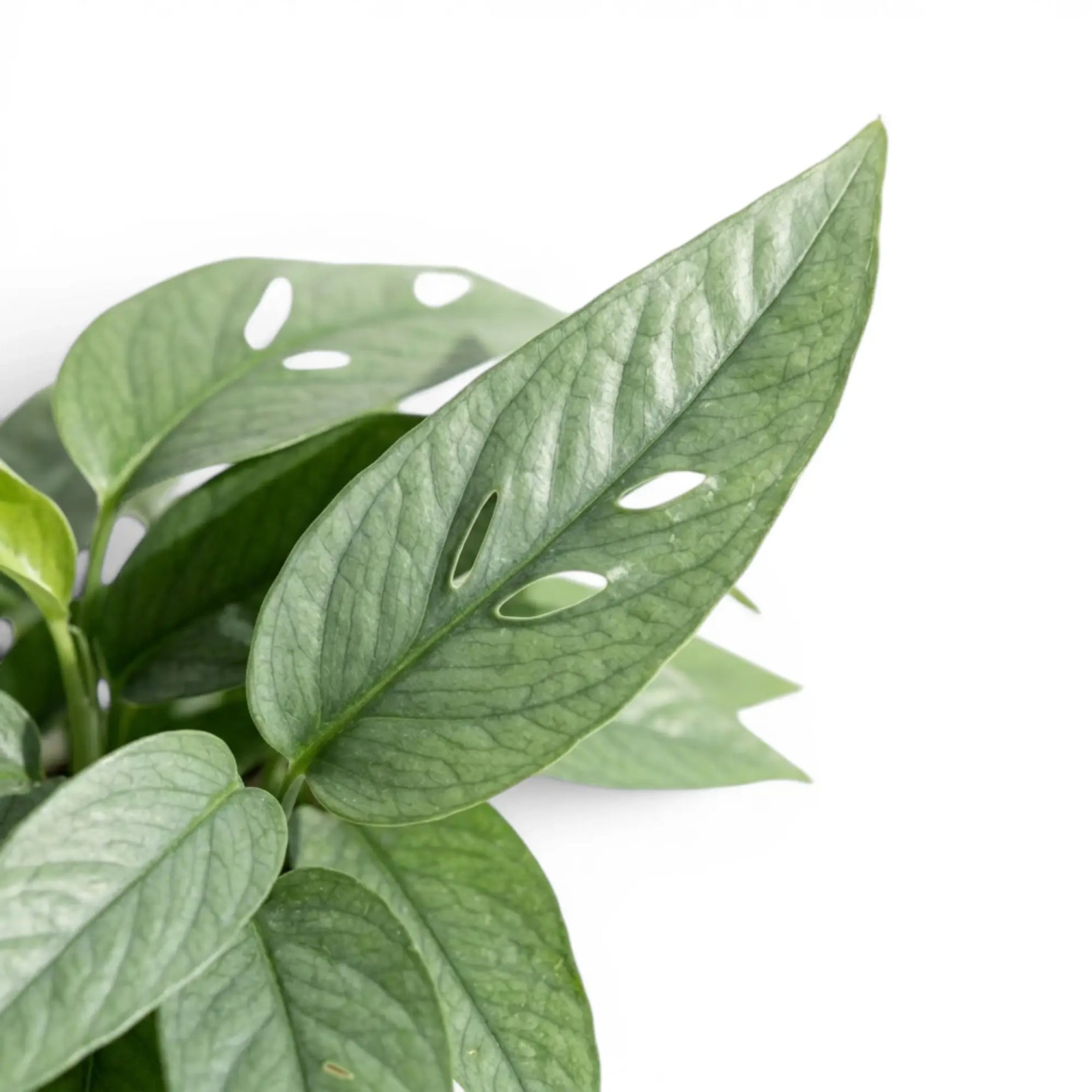 Close up of Epipremnum Cebu Blue foliage on a white background
