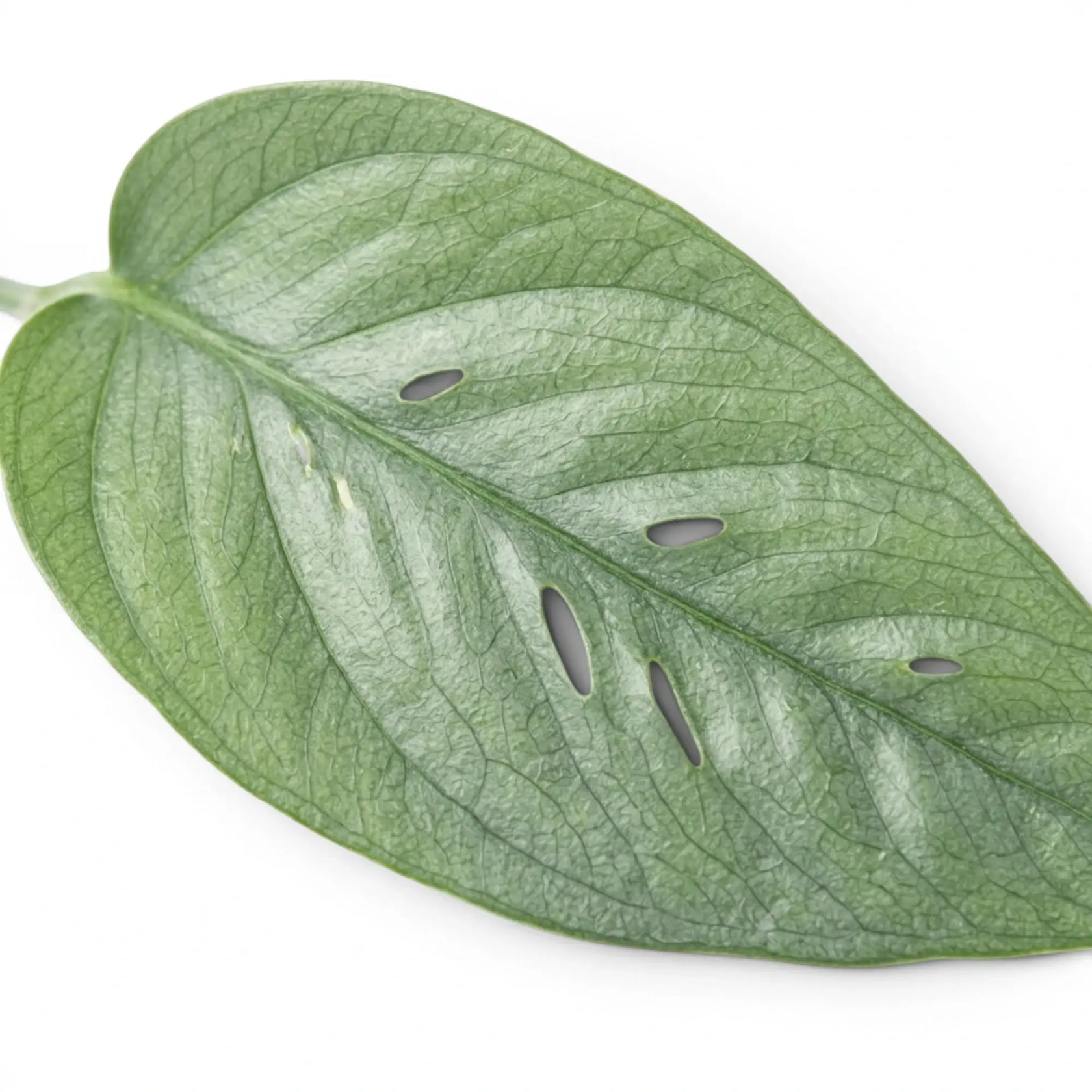 Close up of Epipremnum Cebu Blue foliage on a white background