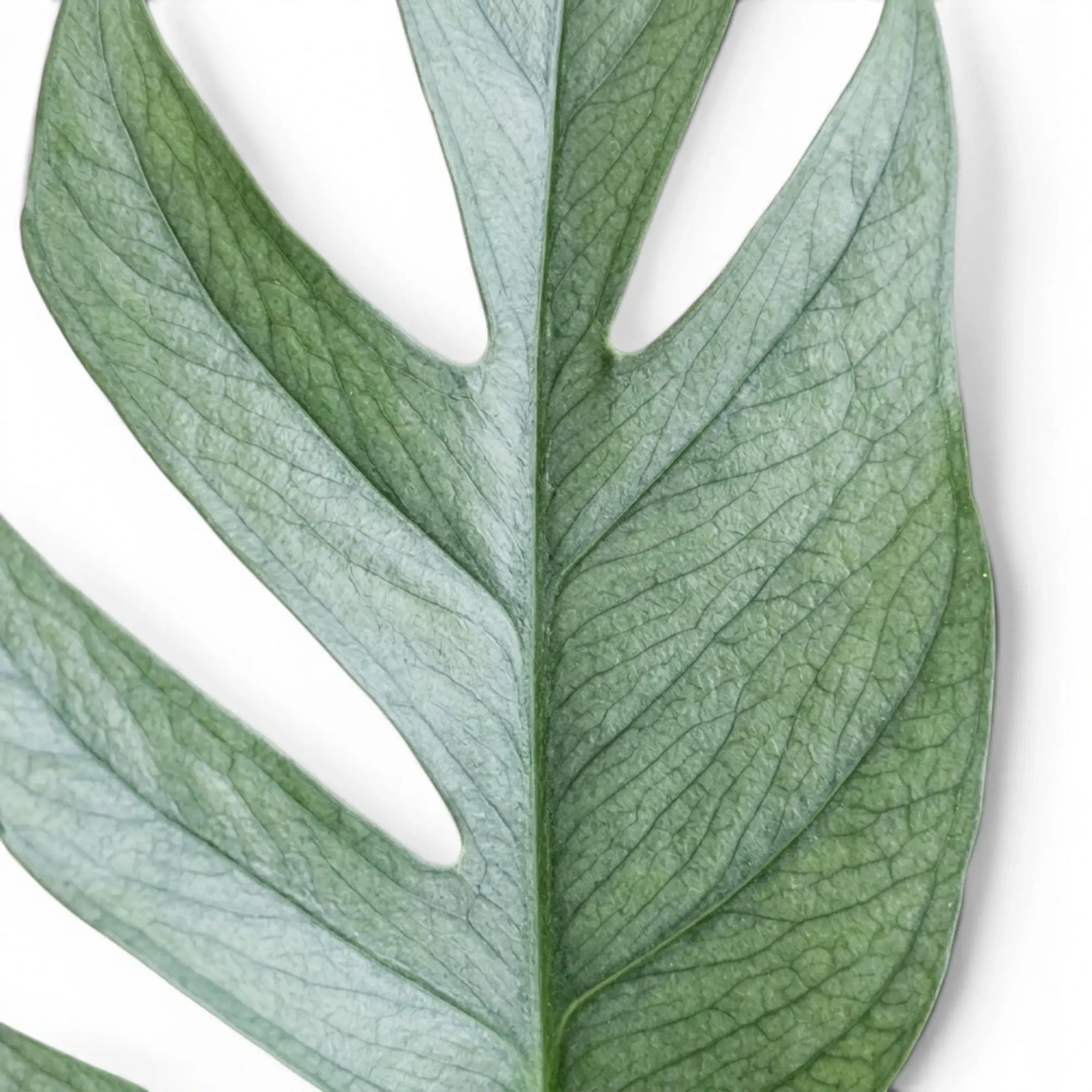 Close up of Epipremnum Cebu Blue foliage on a white background