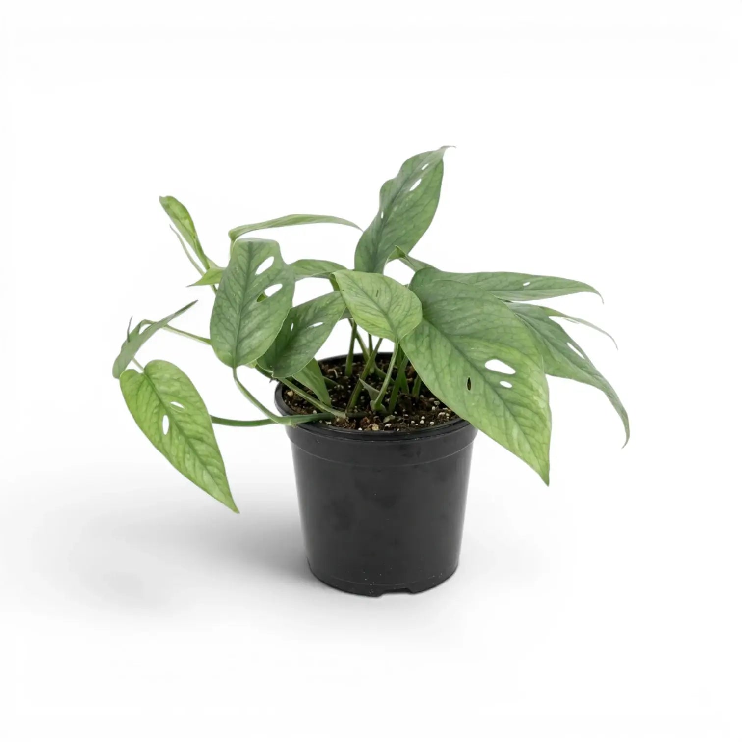 Medium Epipremnum Cebu Blue plant in a nursery pot on a white background