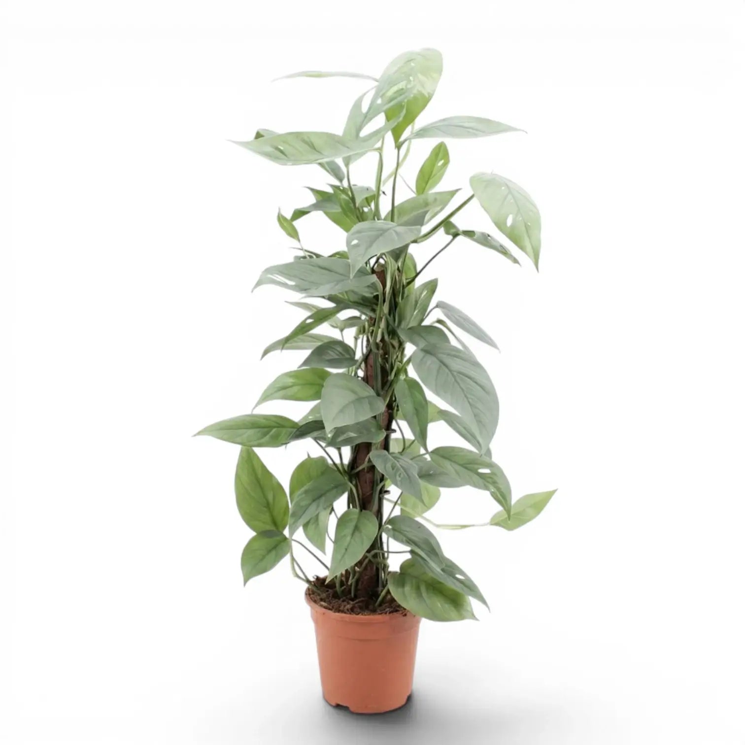 Extra large Epipremnum Cebu Blue plant in a nursery pot on a white background