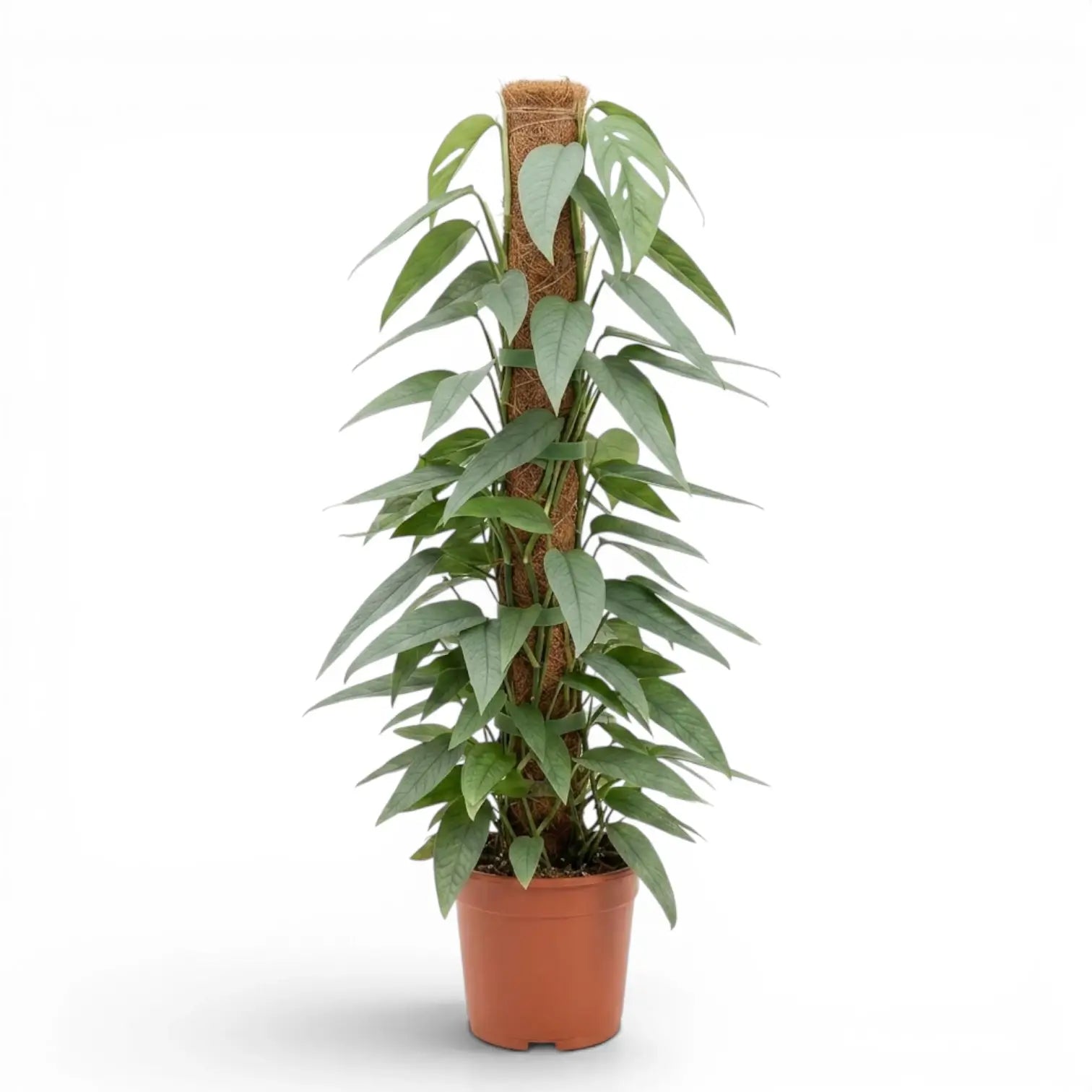 Extra large Epipremnum Cebu Blue plant in a nursery pot on a white background