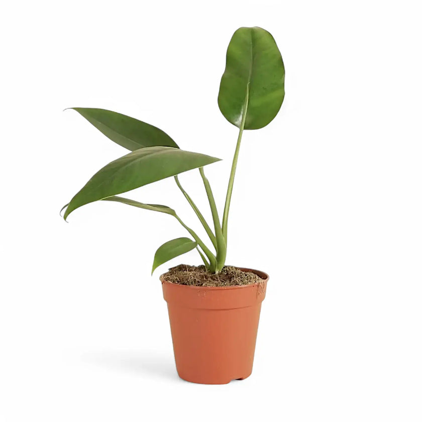 Epipremnum giganteum potted plant in nursery pot on white background.